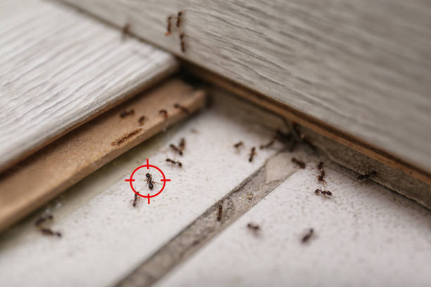 Best Wasp Removal Services  in Wilburton, OK